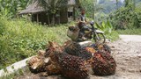 191105_ID_Palm-oil_1000.jpg