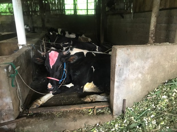 Produksi susu anjlok akibat PMK, peternak sapi merugi