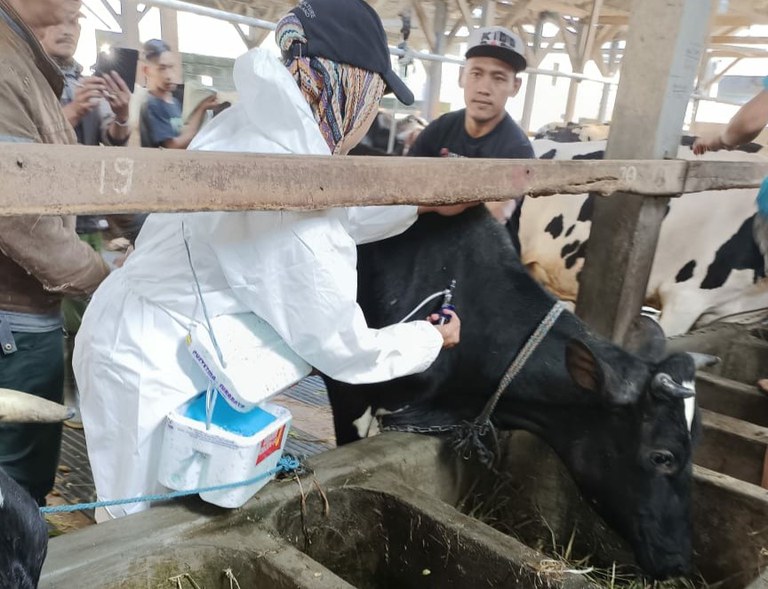 Petugas melakukan vaksinasi sapi perah milik anggota koperasi unit desa setempat, di Kecamatan Ngantang, Kabupaten Malang, Jawa Tiimur. [Foto: KUD Sumber Makmur]