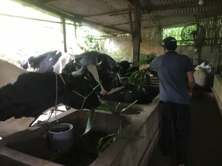 Sapi perah peliharaan Miftakhul Amin (46) peternak sapi di Desa Waturejo, Kecamatan Ngantang, Kabupaten Malang tengah menjalani pemulihan setelah terinfeksi PMK, 3 Juli 2022. [Eko Widianto/BenarNews]