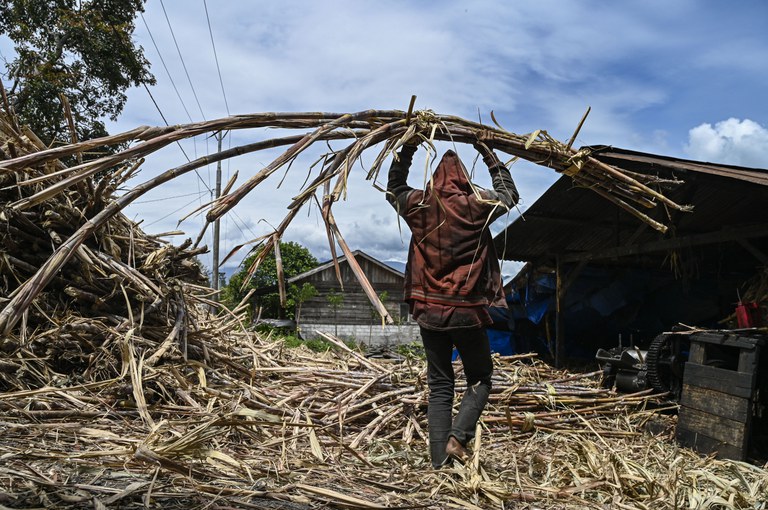 Seorang pekerja membawa tebu untuk memproduksi gula merah di industri rumah tangga di Ketol, di Provinsi Aceh Tengah, 19 September 2022. [Chaideer Mahyuddin/AFP]