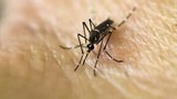 160203_ID_Zika_620