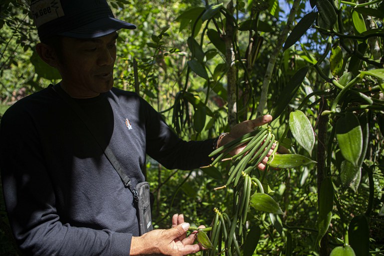 Abter Tendesabu memperlihatkan tanaman fanili yang tumbuh subur di kebun miliknya di Desa Langko, Kecamatan Lindu, Kabupaten Sigi, Sulawesi Tengah, 22 Juni 2023. Sejak dulu, To Lindu sudah tahu mana tanaman yang tidak merusak hutan namun bisa memberikan penghasilan bagi mereka. Selain cokelat atau kakao, mayoritas To Lindu juga menggandalkan tanaman fanili. [Taufan Bustan/BenarNews]
