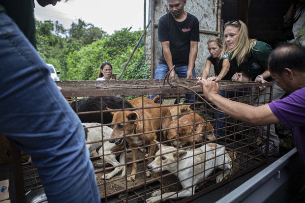 Tomohon akhirnya larang perdagangan anjing dan kucing Tomohon akhirnya larang perdagangan anjing dan kucing
