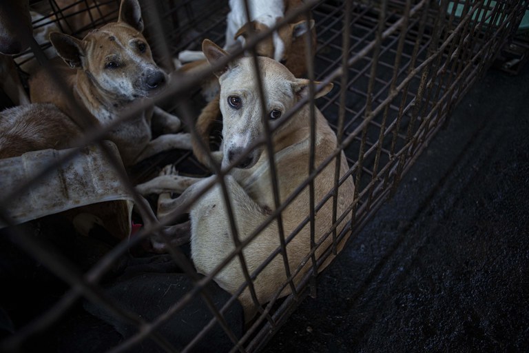 Sejumlah anjing berada di dalam kurungan besi saat diselamatkan oleh tim penyelamat hewan Humane Society International (HSI) di rumah pemotongan anjing dan kucing di Kota Tomohon, Sulawesi Utara, 21 Juli 2023. [Taufan Bustan/BenarNews]