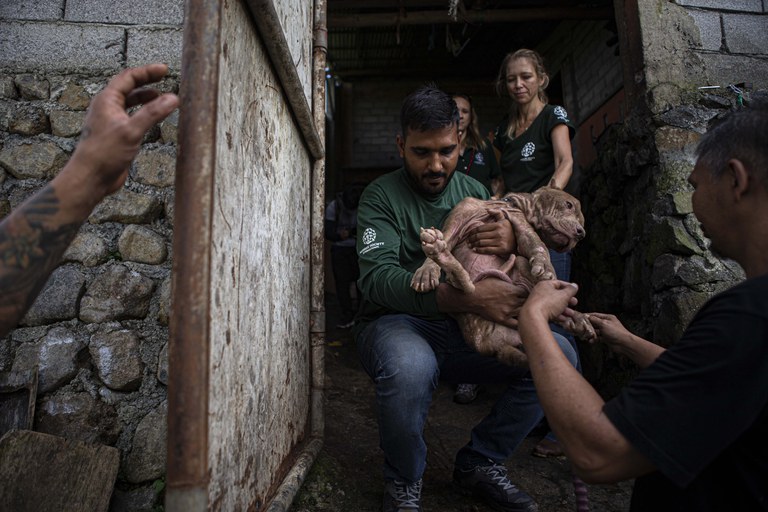 Tim penyelamat hewan Humane Society International (HSI) mengendong seekor anjing yang diselamatkan dari rumah pemotongan anjing dan kucing di Kota Tomohon, Sulawesi Utara, 21 Juli 2023. Sebanyak 21 ekor anjing dan tiga ekor kucing diselamatkan oleh HSI menyusul dikeluarkannya Peraturan Daerah (Perda) nomor 01 tahun 2017 yang diperkuat dengan Instruksi Wali Kota Tomohon nomor 108/WKT/VI 2023 tentang pelarangan dan pemberhentian secara permanen penjualan anjing dan kucing untuk konsumsi manusia di Pasar Beriman Kota Tomohon. [Taufan Bustan/BenarNews]