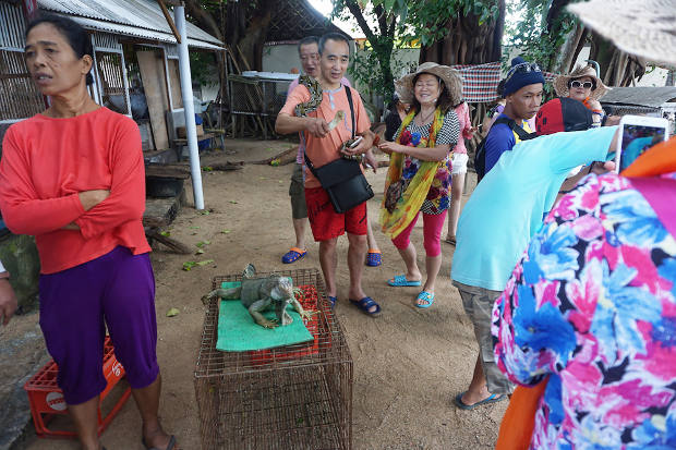 Turis China melihat satwa di Tanjung Benoa, Bali, 21 Oktober 2018. (Anton Muhajir/BeritaBenar)