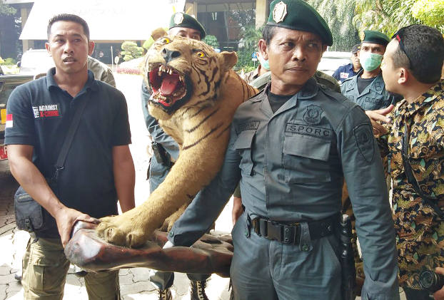Petugas membawa barang bukti harimau yang diawetkan di Kementerian Lingkungan Hidup dan Kehutanan di Jakarta, 30 April 2018. (Keisyah Aprilia/Berita Benar) 