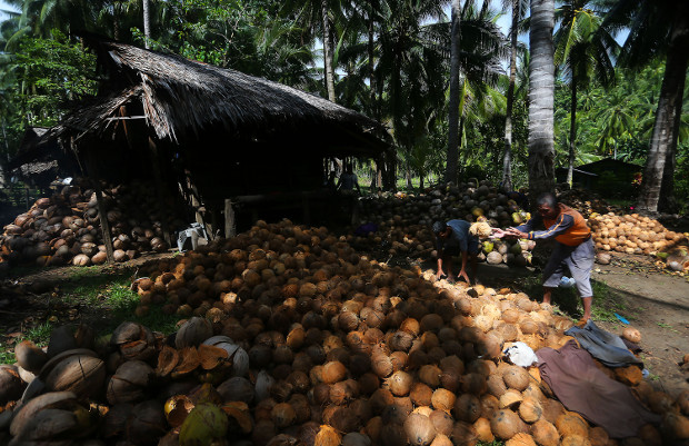Kere Tahidaki (kanan) dan Martin Ampager, bekerja di perkebunan kelapa di Desa Pangyan, Glan, Provinsi Sarangani, Filipina selatan, 11 Januari 2018. (Mark Navales/BeritaBenar)