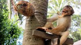 Monkey-09_1000.jpg