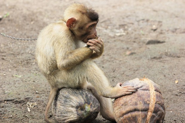 Monkey-05.jpg