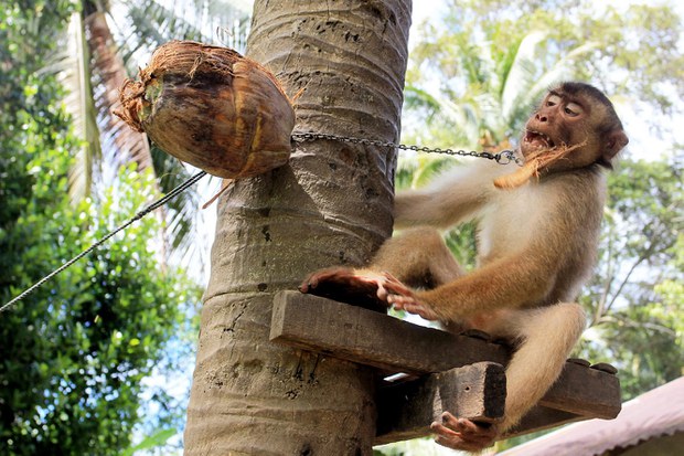 Monkey-09.jpg