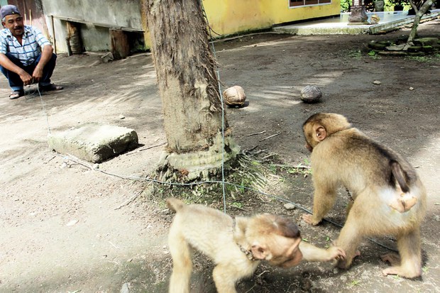 Monkey-10.jpg