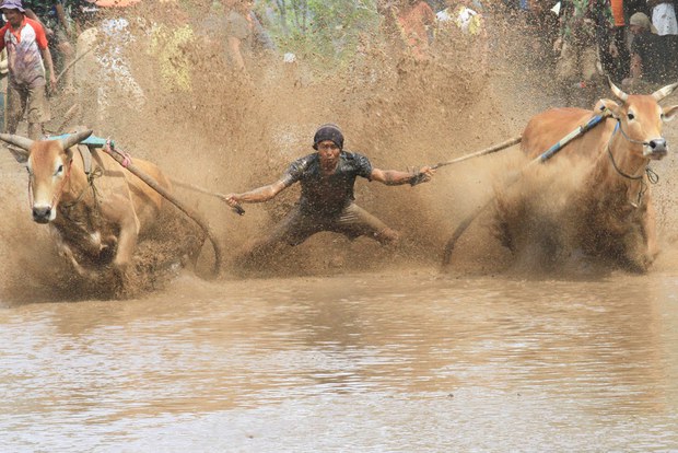 Pacu-Jawi-3.jpg