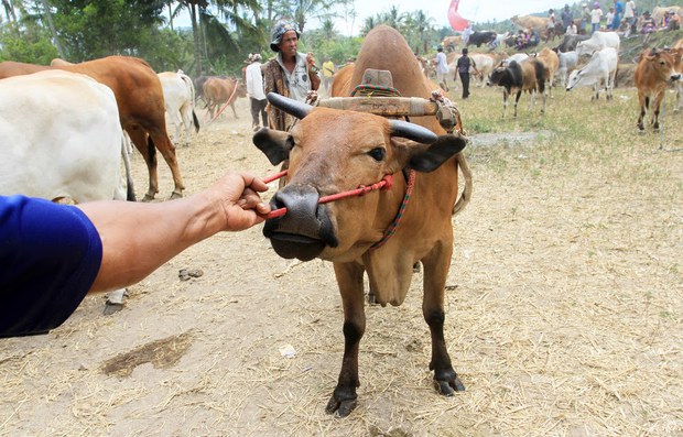 Pacu-Jawi-8.jpg