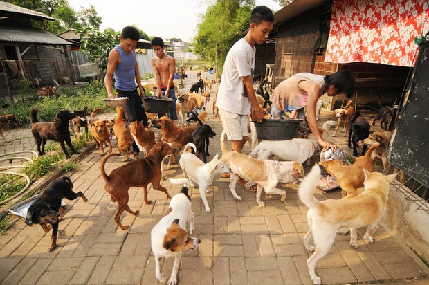 DOG-SHELTER-1.jpg