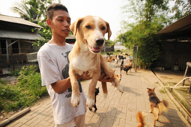 DOG-SHELTER-10.jpg