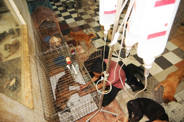 DOG-SHELTER-4.jpg