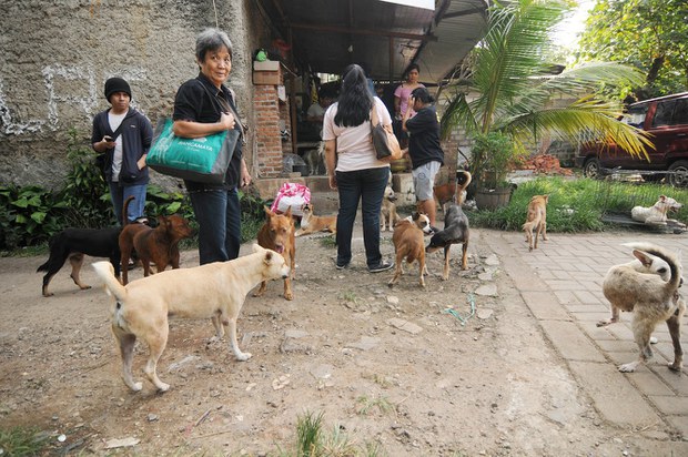 DOG-SHELTER-5.jpg