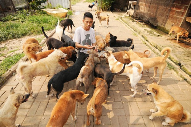 DOG-SHELTER-7.jpg