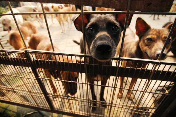 DOG-SHELTER-9.jpg