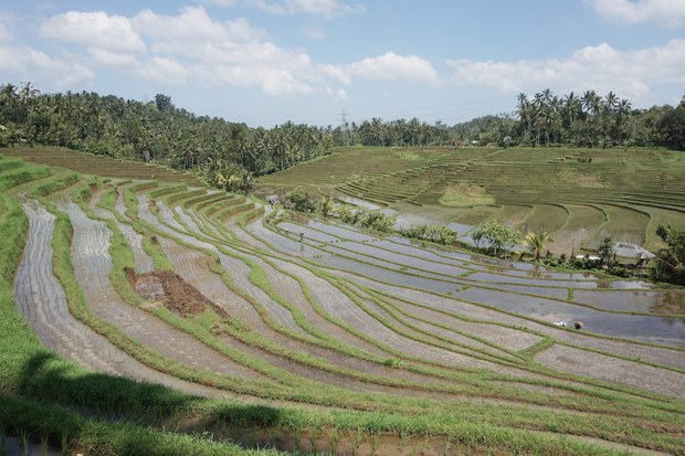 Subak-1.jpg