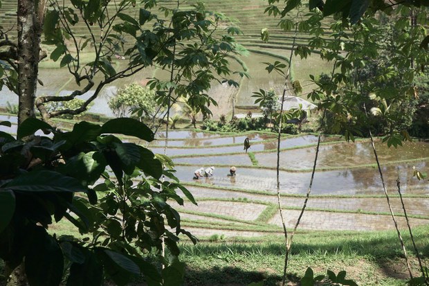 Subak-2.jpg