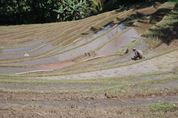 Subak-3.jpg