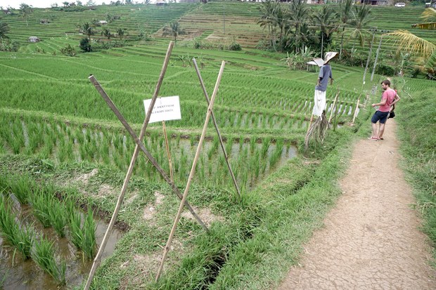 Subak-6.jpg