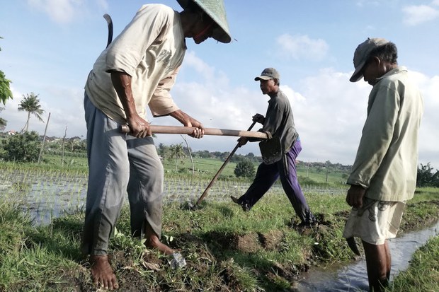 Subak-7.jpg