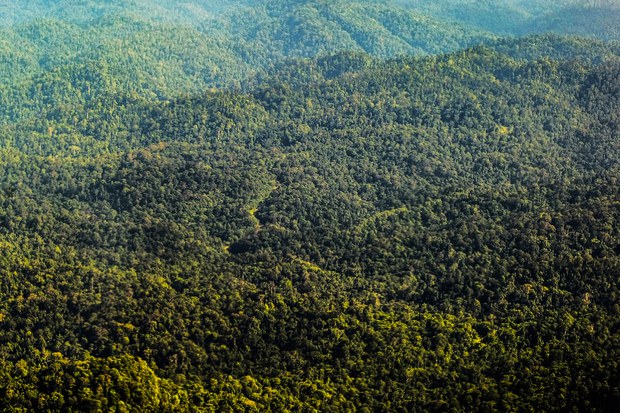 Deforestasi_Kalimantan_11.jpg