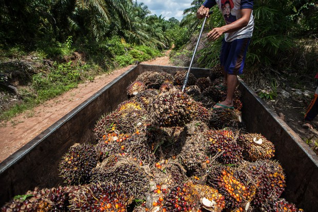 Deforestasi_Kalimantan_4.jpg