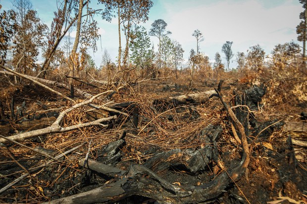 Deforestasi_Kalimantan_7-1.jpg