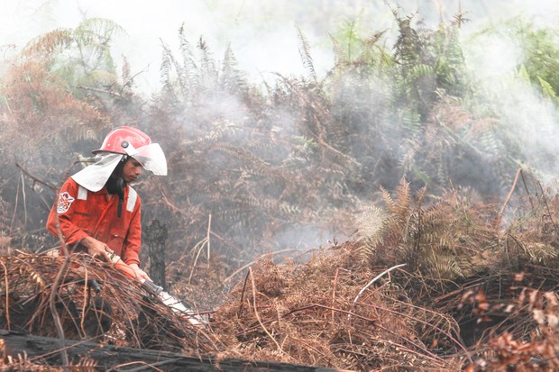 Deforestasi_Kalimantan_8.jpg