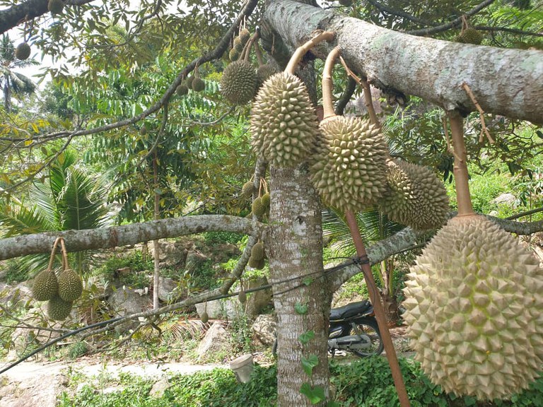 220620-MY-Durian-Inside2.jpeg