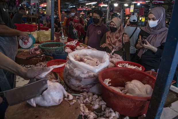 Malaysia kuatkuasa hentikan eksport Ayam mulai 1 Jun Malaysia kuatkuasa hentikan eksport Ayam mulai 1 Jun