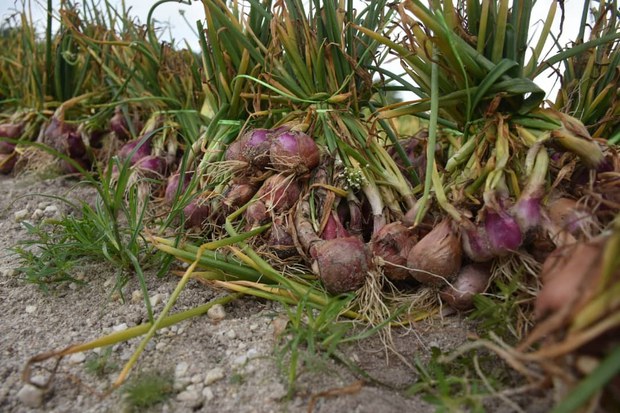 Malaysia perluas tanaman bawang tempatan setelah projek perintis capai kejayaan Malaysia perluas tanaman bawang tempatan setelah projek perintis capai kejayaan