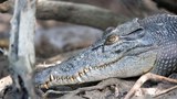161108-MY-crocs-620.jpg