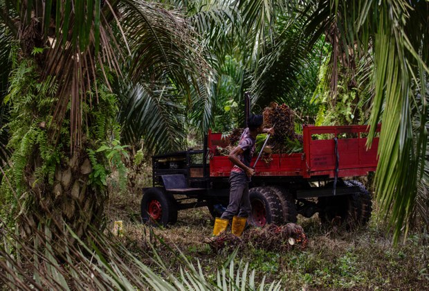 Kesatuan Eropah, agensi PBB lancar program basmi buruh kanak-kanak di Sabah Kesatuan Eropah, agensi PBB lancar program basmi buruh kanak-kanak di Sabah