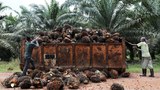 Amerika Syarikat tarik balik sekatan import produk minyak sawit konglomerat Malaysia