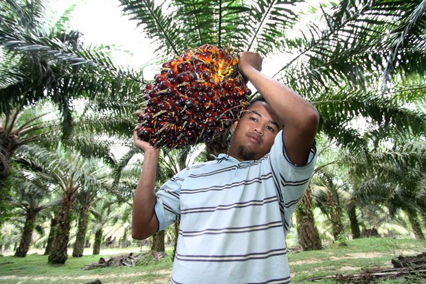 181220-MY-Felda1000.jpg 181220-MY-Felda1000.jpg