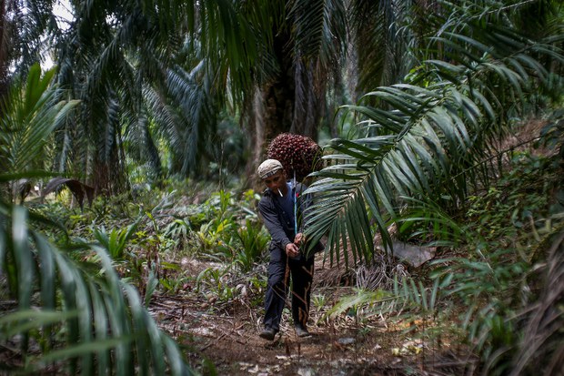 Badan Hak Asasi Eropah: Pekerja Asing Ladang Kelapa Sawit Malaysia Diberi Layanan Buruk