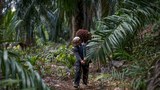 Badan Hak Asasi Eropah: Pekerja Asing Ladang Kelapa Sawit Malaysia Diberi Layanan Buruk