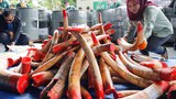 190430-MY-Wildlife-Smuggling1000.jpg