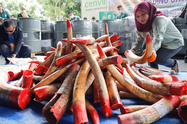 190430-MY-Wildlife-Smuggling1000.jpg