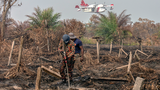 Tebang hutan: Malaysia bakal kehilangan litupan hutan 100 kali ganda keluasan Kuala Lumpur