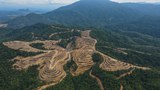 Malaysia berisiko tinggi dikenakan peraturan penebangan hutan EU