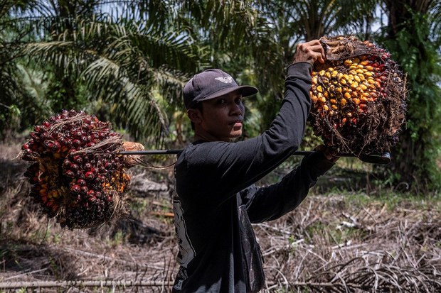 Indonesia setuju ketepi larangan sementara libatkan pekerjanya di Malaysia Indonesia setuju ketepi larangan sementara libatkan pekerjanya di Malaysia