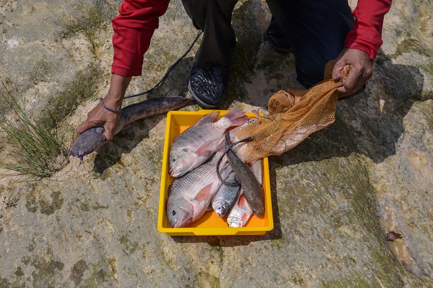 Malaysia pantau ikan tilapia dagu hitam, ancam ekosistem air tawar