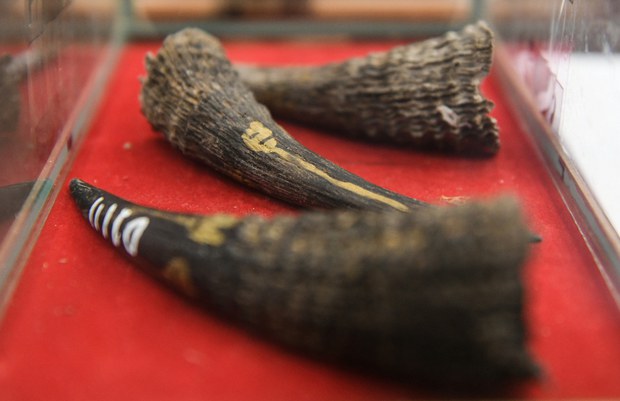 191022-MY-KH-wildlife-smuggling1000.jpg 191022-MY-KH-wildlife-smuggling1000.jpg